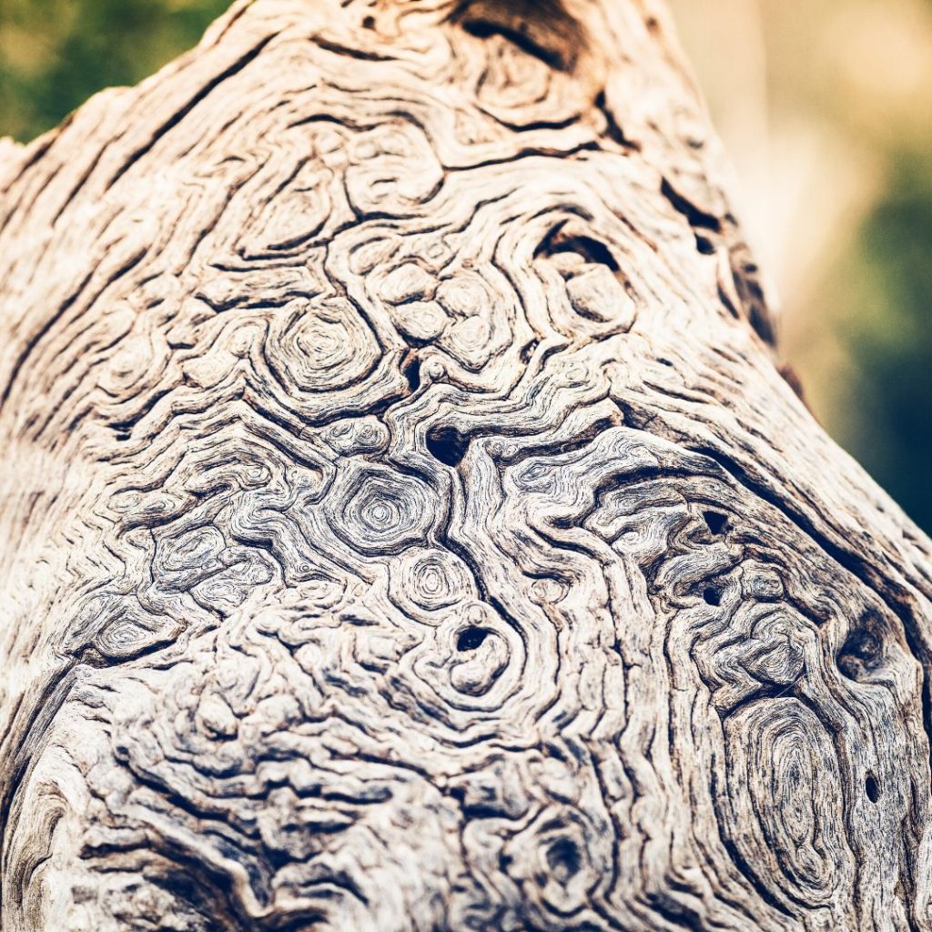 tree burk